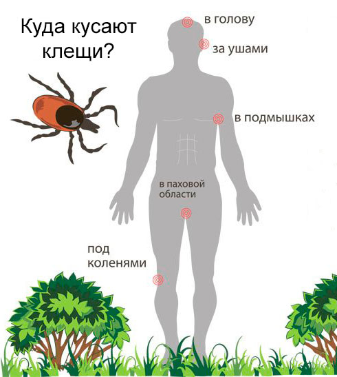 Куда клещи кусают людей?